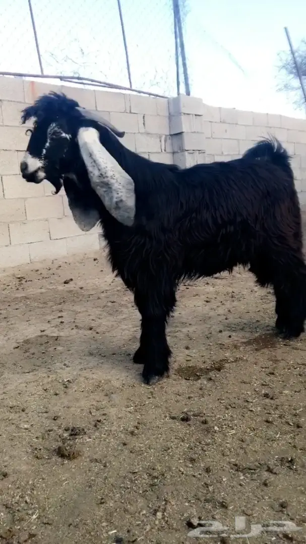 تيسين عوارض للبيع