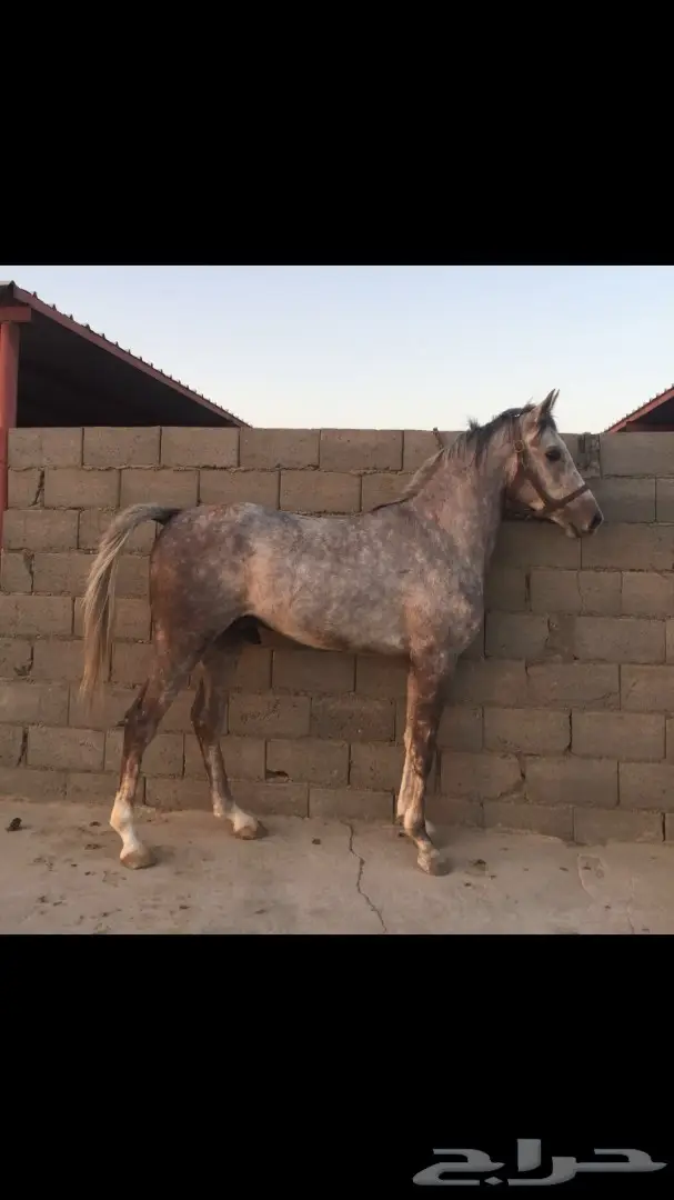 حصان عربي شعبي - فرصة لا تُفوّت!