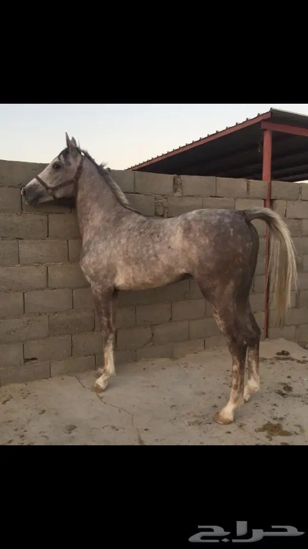 حصان عربي شعبي - فرصة لا تُفوّت! (image 1)