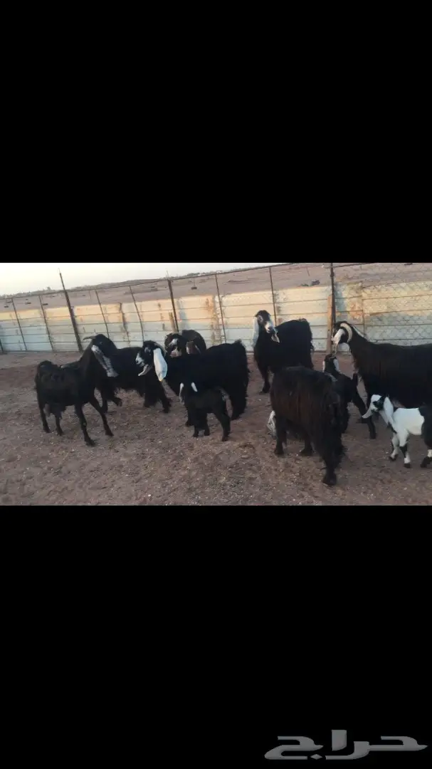 10 معزاااء مواليد يتبعها 12 (image 1)