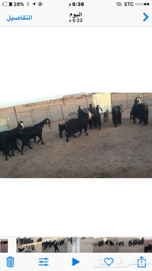 10 معزاااء مواليد يتبعها 12 (image 2)