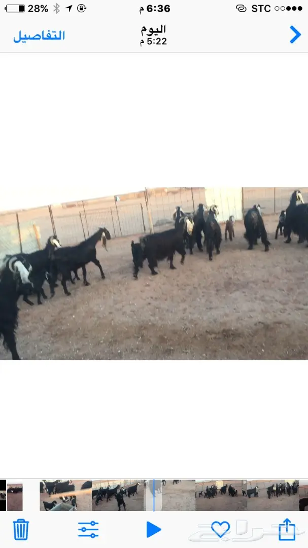 10 معزاااء مواليد يتبعها 12 (image 3)