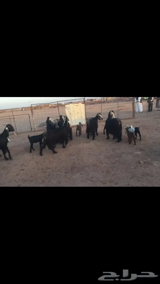 10 معزاااء مواليد يتبعها 12 (image 4)