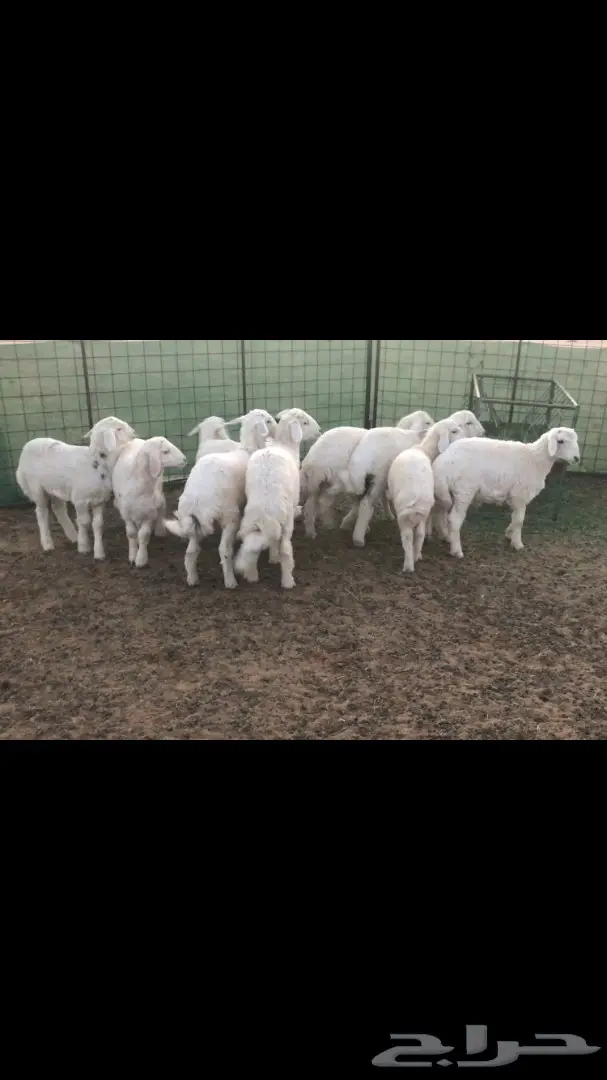 فرصة لا تُفوّت! (Missed Opportunity!)