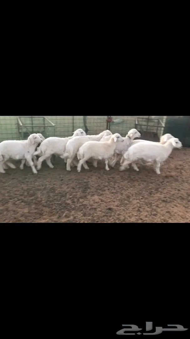 فرصة لا تُفوّت! (Missed Opportunity!) (image 1)