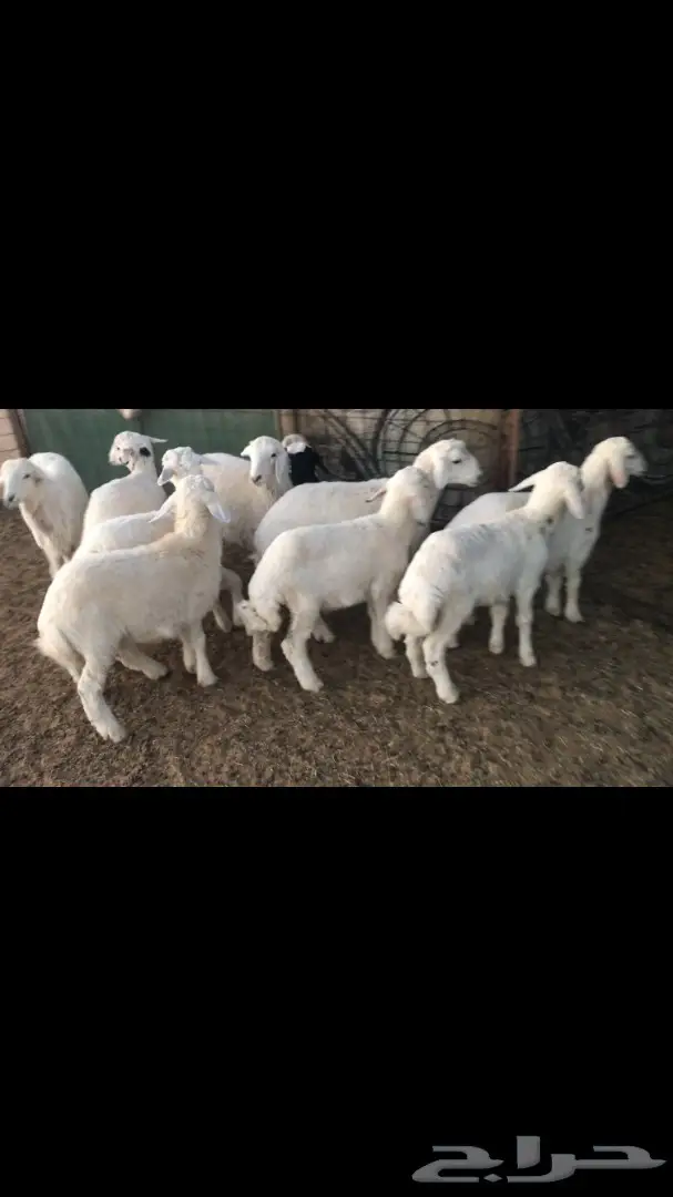 فرصة لا تُفوّت! (Missed Opportunity!) (image 2)