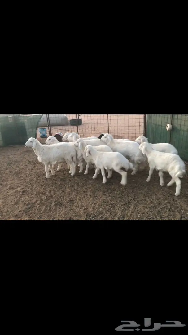 فرصة لا تُفوّت! (Missed Opportunity!) (image 3)