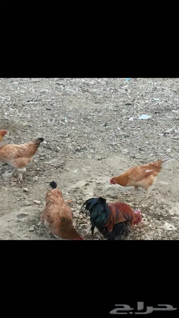 دجاج بلدي (image 9)