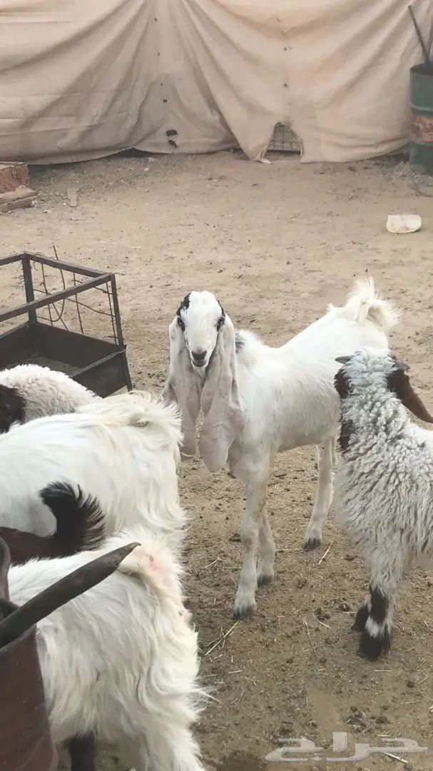 جفر مشروع فحل