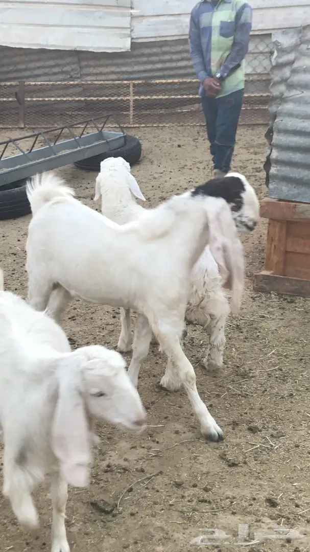 جفر مشروع فحل (image 1)