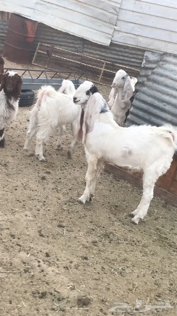 جفر مشروع فحل (image 2)