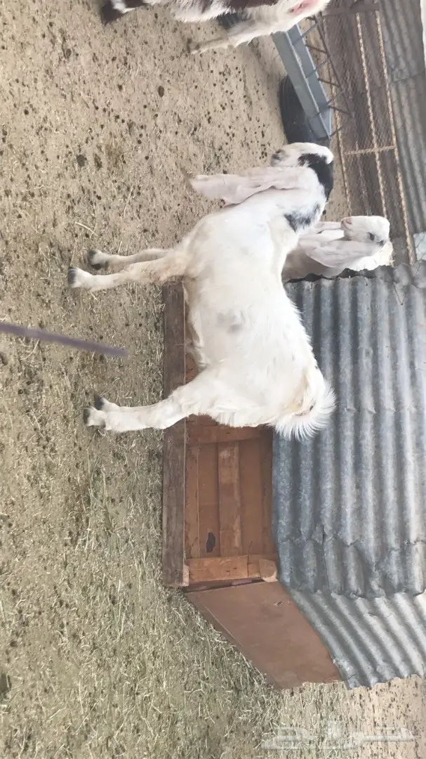 جفر مشروع فحل (image 3)