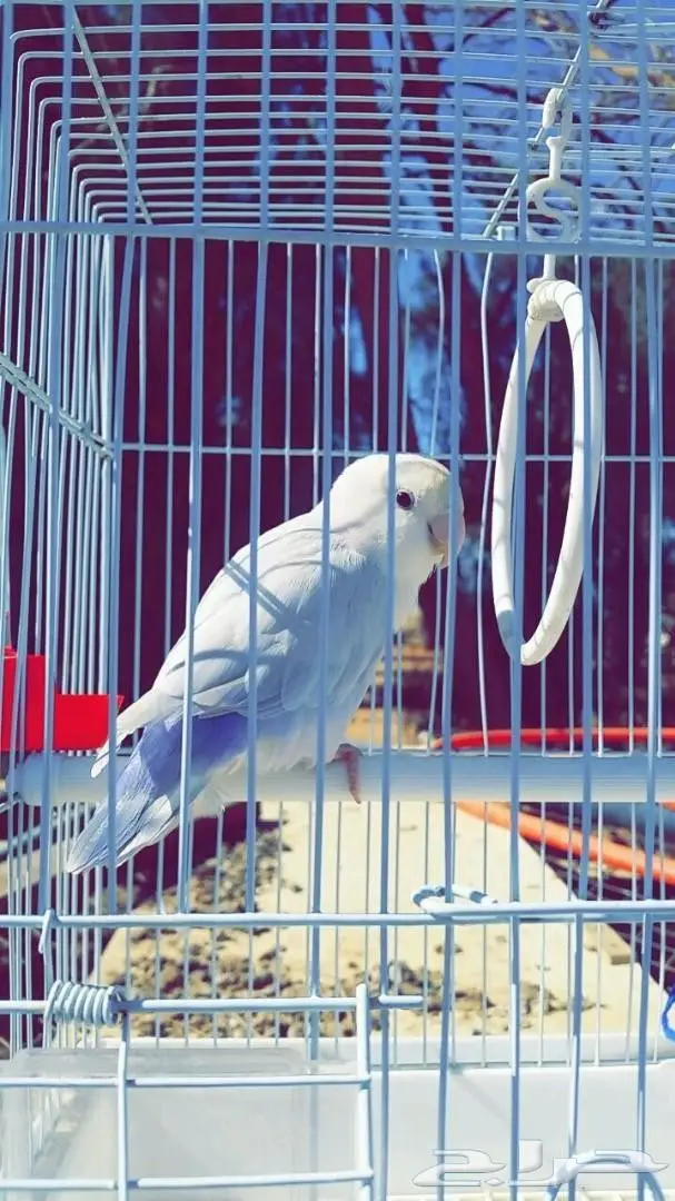 روز انثى اليف  (image 2)