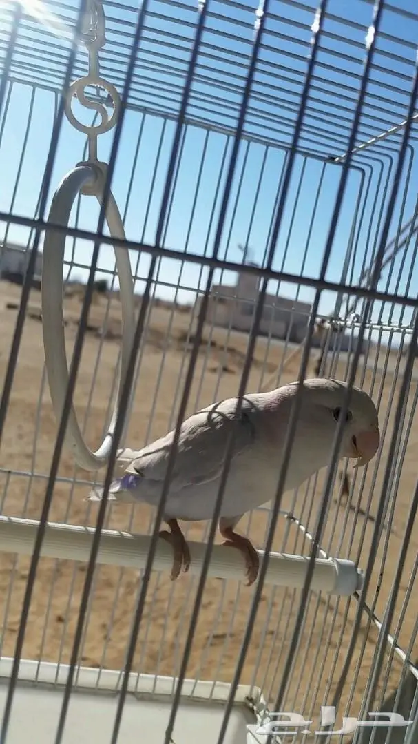 روز انثى اليف  (image 3)