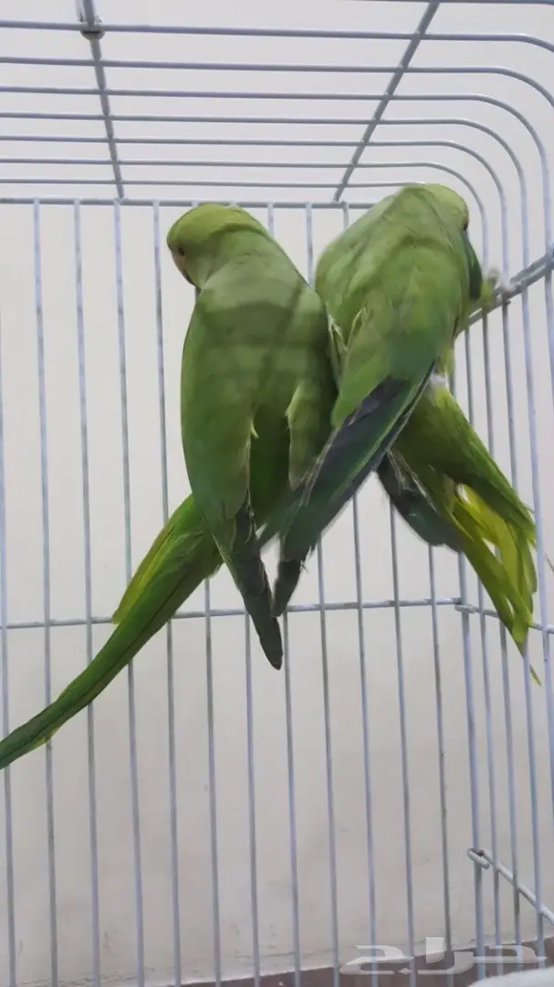 انثى دره باكستاني حبتين