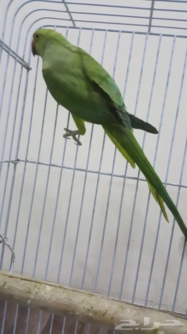 انثى دره باكستاني حبتين (image 1)