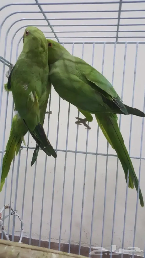 انثى دره باكستاني حبتين (image 2)