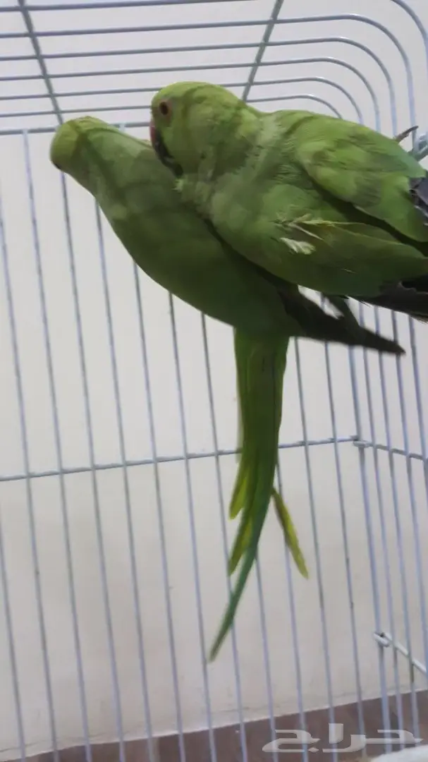 انثى دره باكستاني حبتين (image 3)