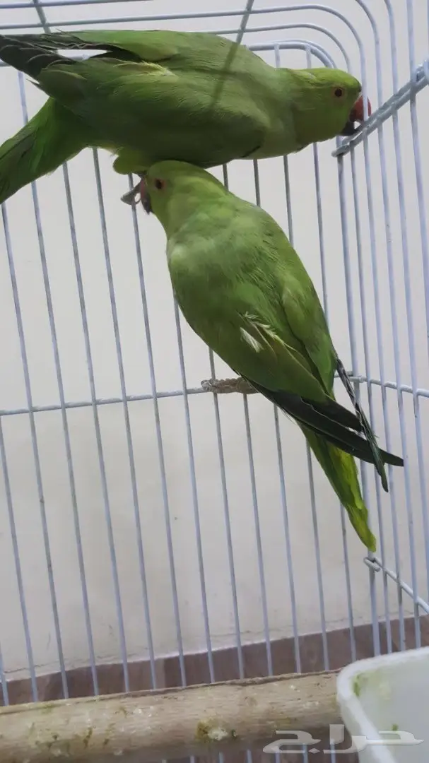 انثى دره باكستاني حبتين (image 4)