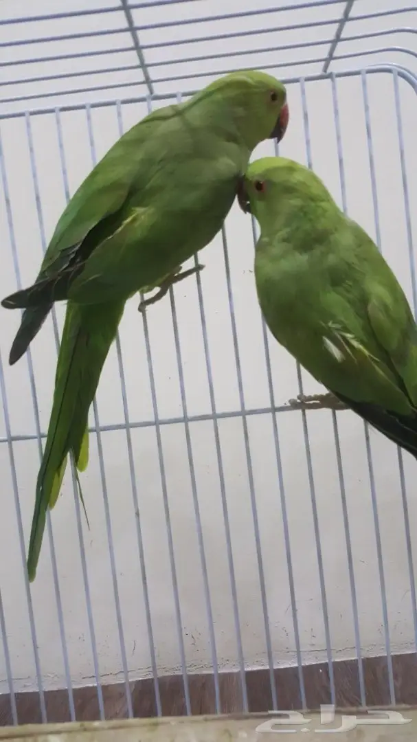 انثى دره باكستاني حبتين (image 5)