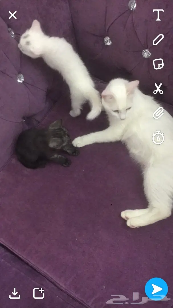 قطط صغيرة للبيع - فرصة لا تُفوّت!