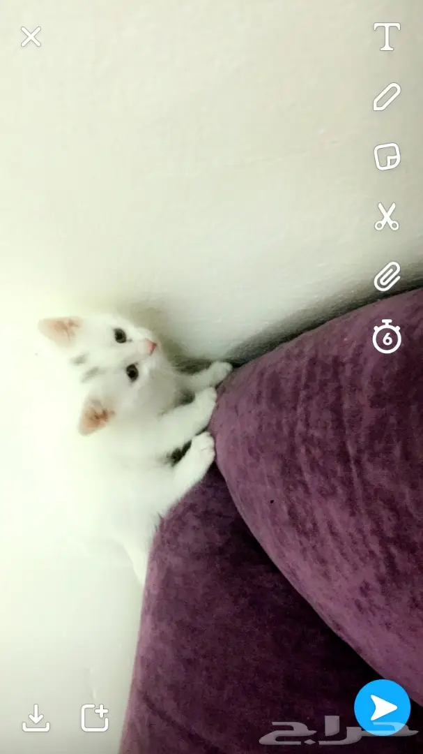 قطط صغيرة للبيع - فرصة لا تُفوّت! (image 2)