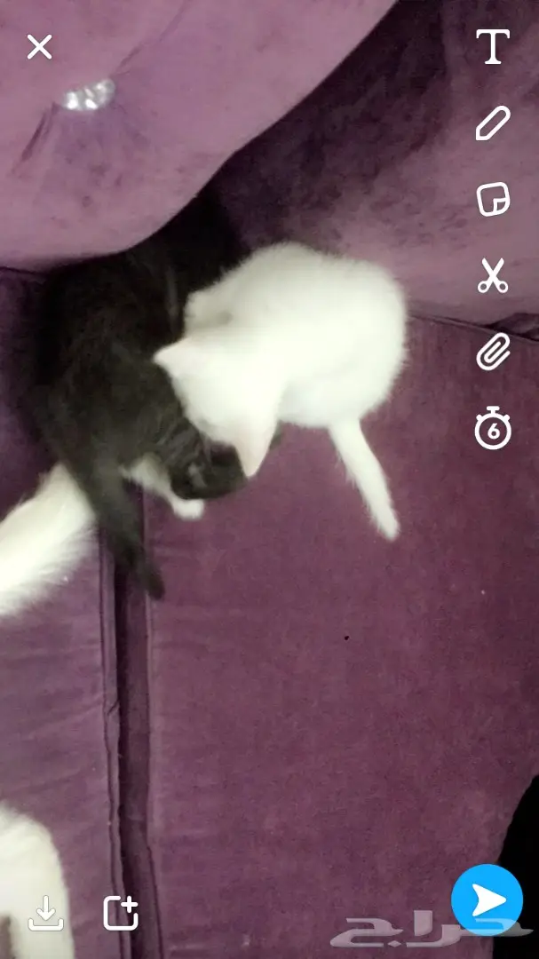 قطط صغيرة للبيع - فرصة لا تُفوّت! (image 3)