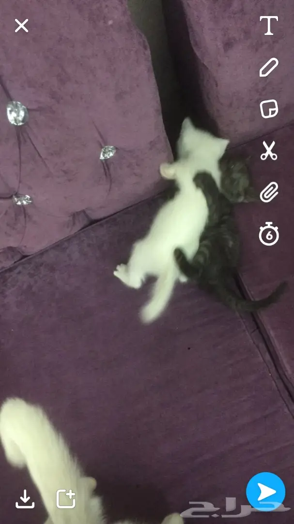 قطط صغيرة للبيع - فرصة لا تُفوّت! (image 4)