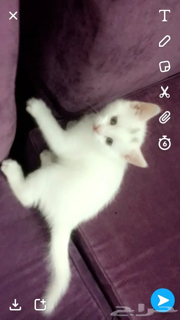 قطط صغيرة للبيع - فرصة لا تُفوّت! (image 5)