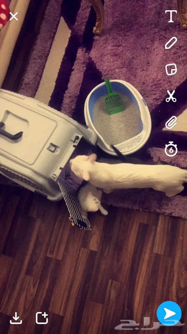 قطط صغيرة للبيع - فرصة لا تُفوّت! (image 6)