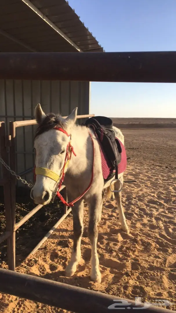 للبيع حصان  (image 1)