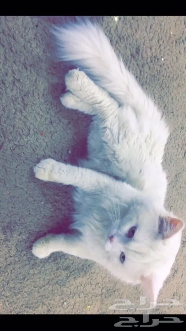 للبيع قط شيرازي بيور (image 1)