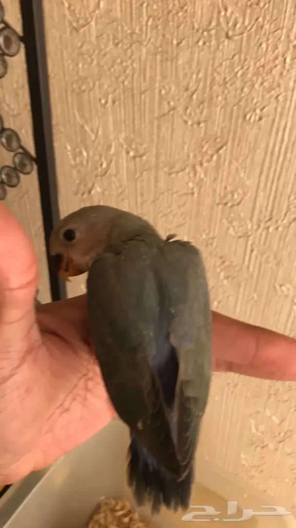 طيور للبيع عرض 24 ساعه  (image 2)