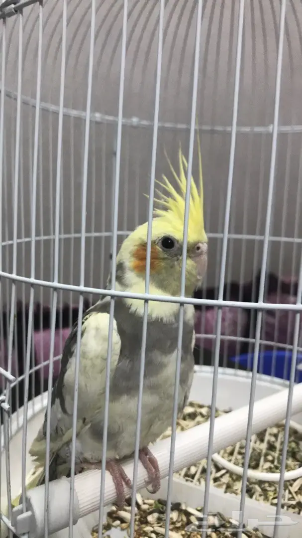 طيور للبيع عرض 24 ساعه  (image 9)