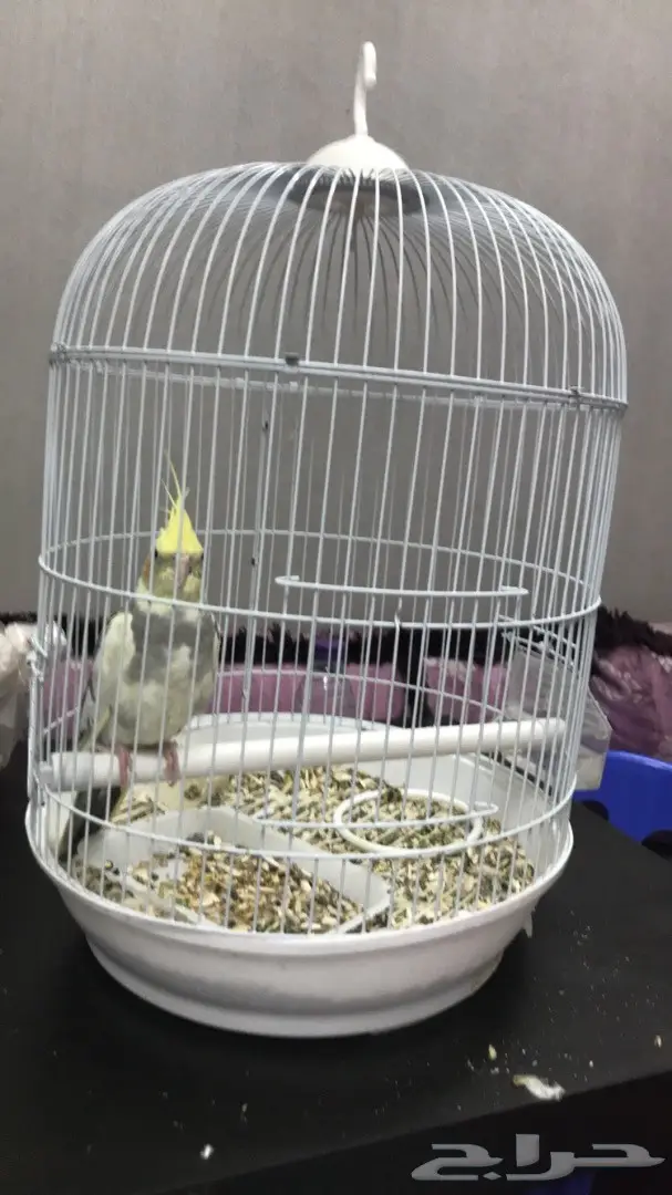 طيور للبيع عرض 24 ساعه  (image 10)
