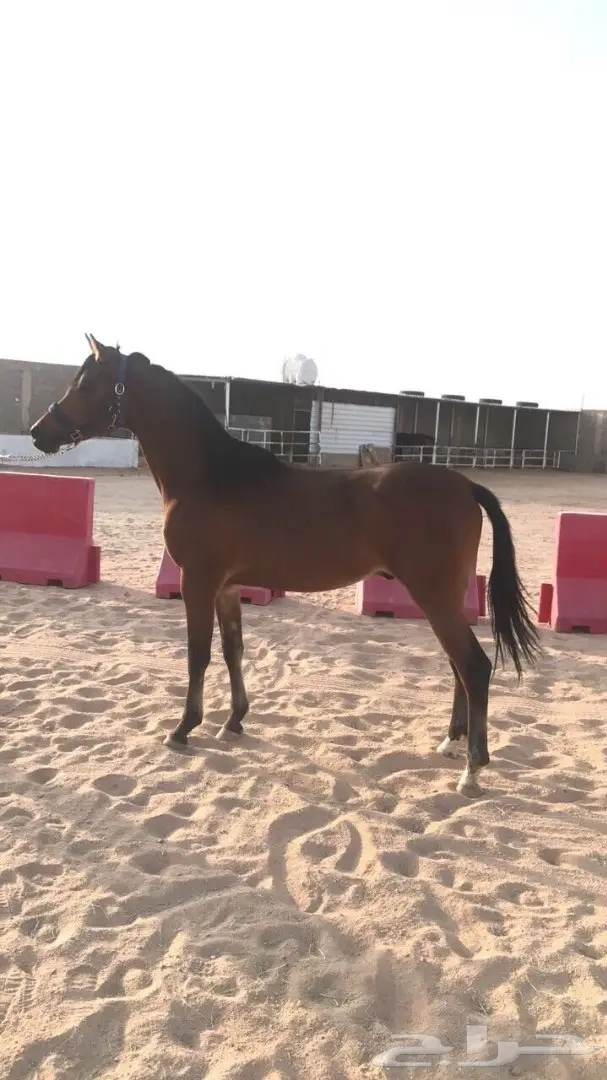 مهر للبيع  (image 3)