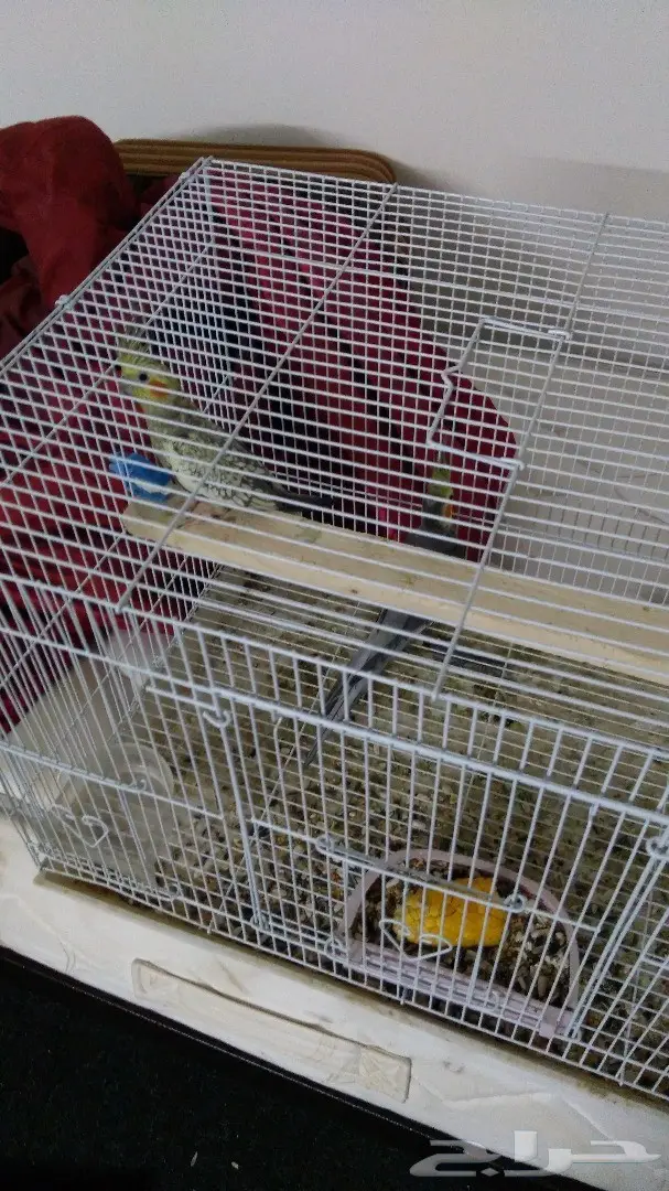 زوج كروان معاه فرخ (image 4)