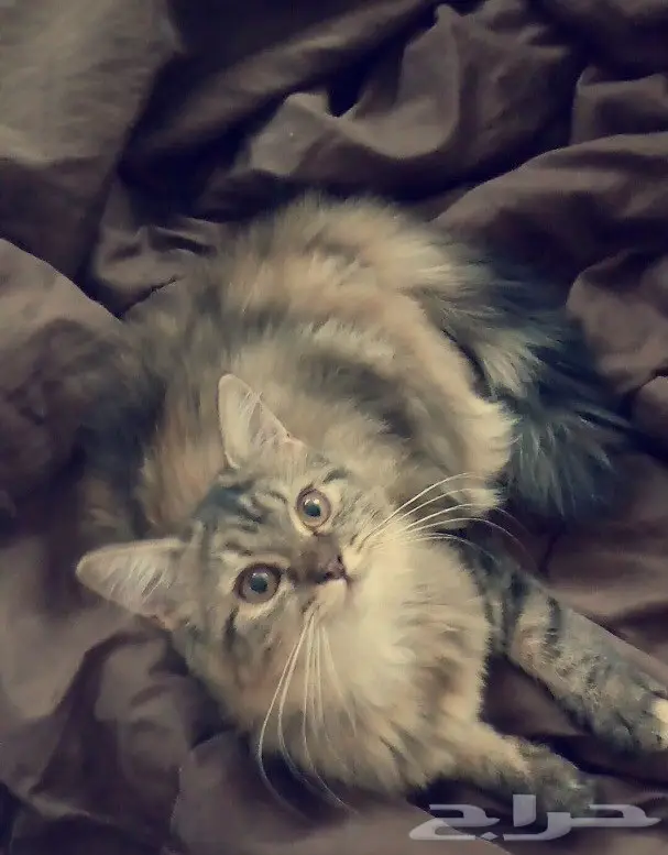 للتبني بدون مقابل اليوم فقط 