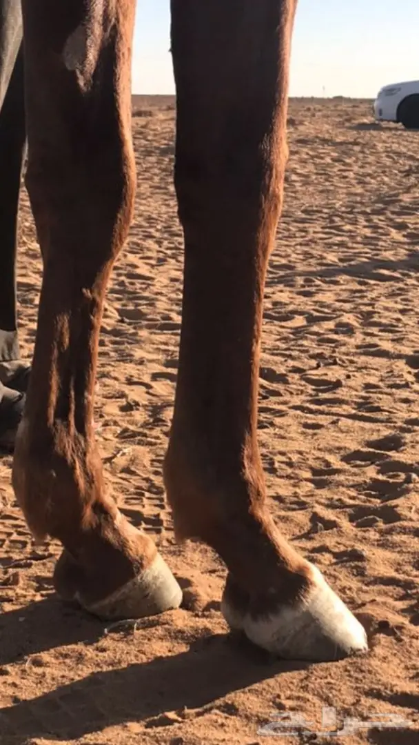 حصان شعبي شيخ (image 2)