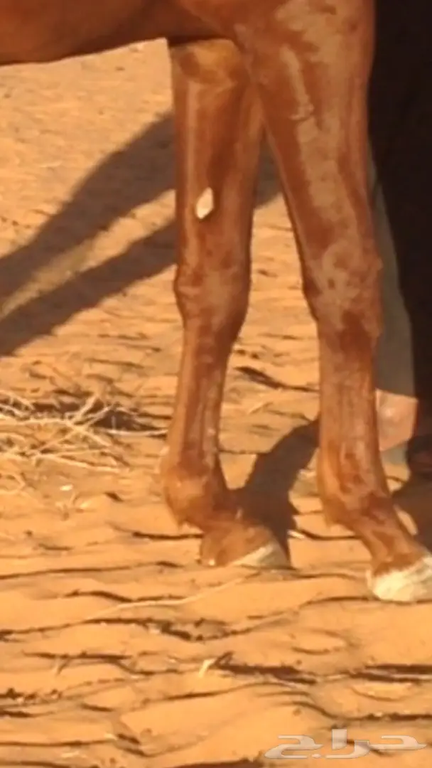 حصان شعبي شيخ (image 5)