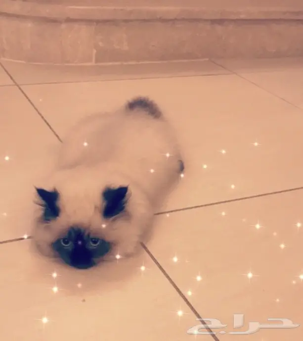 قطة همالايا لبيييييع!