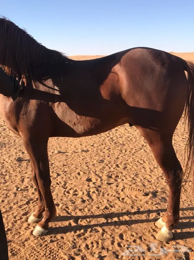 حصان شعبي شيخ (image 1)