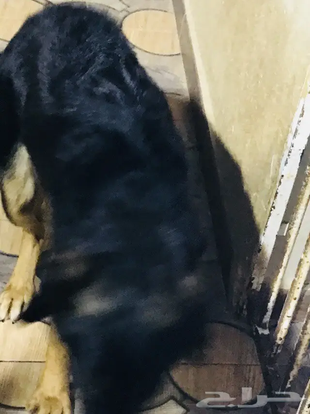 كلب روت وايلر/جرمن هجين - فرصة لا تعوض! (image 2)