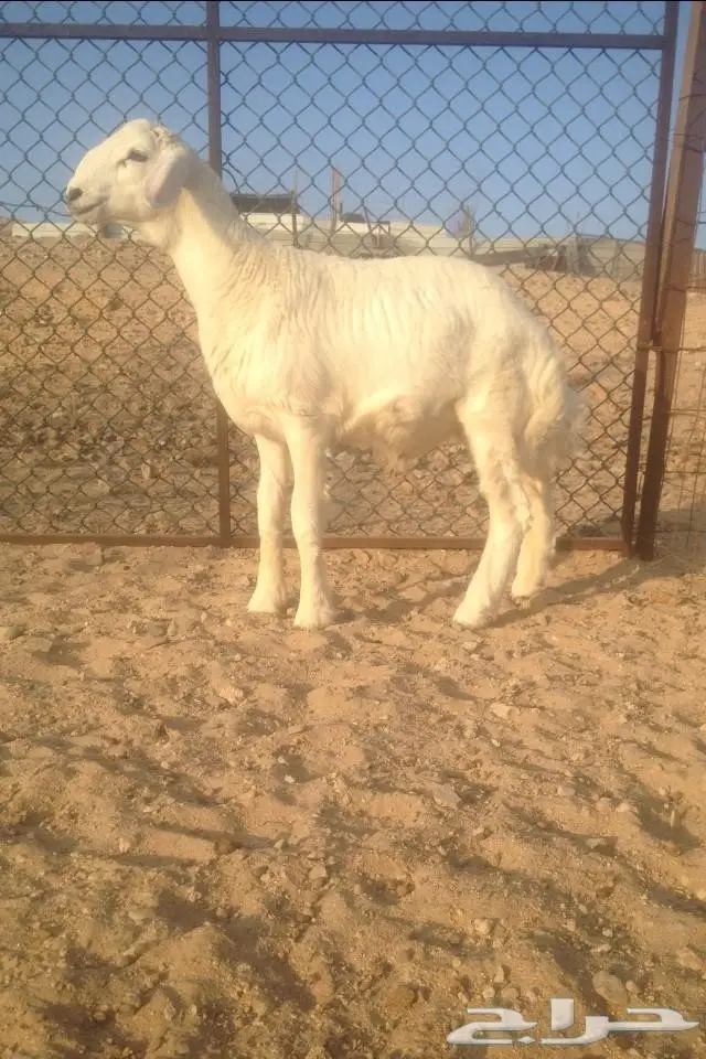 للبيع: عملة نادرة - 