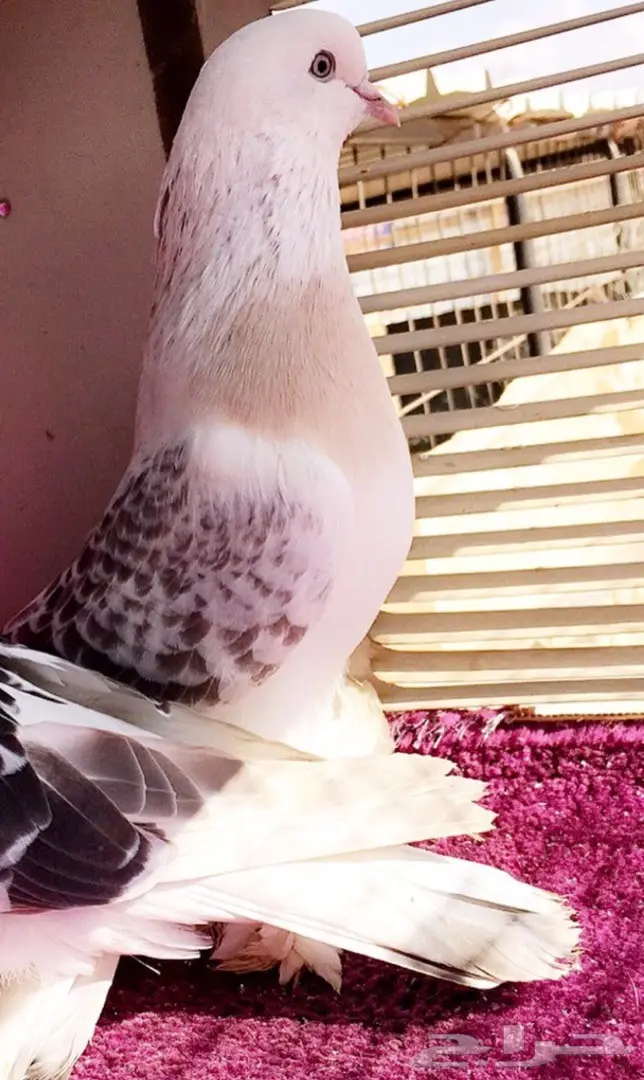 جوز اتراك Top  (image 5)