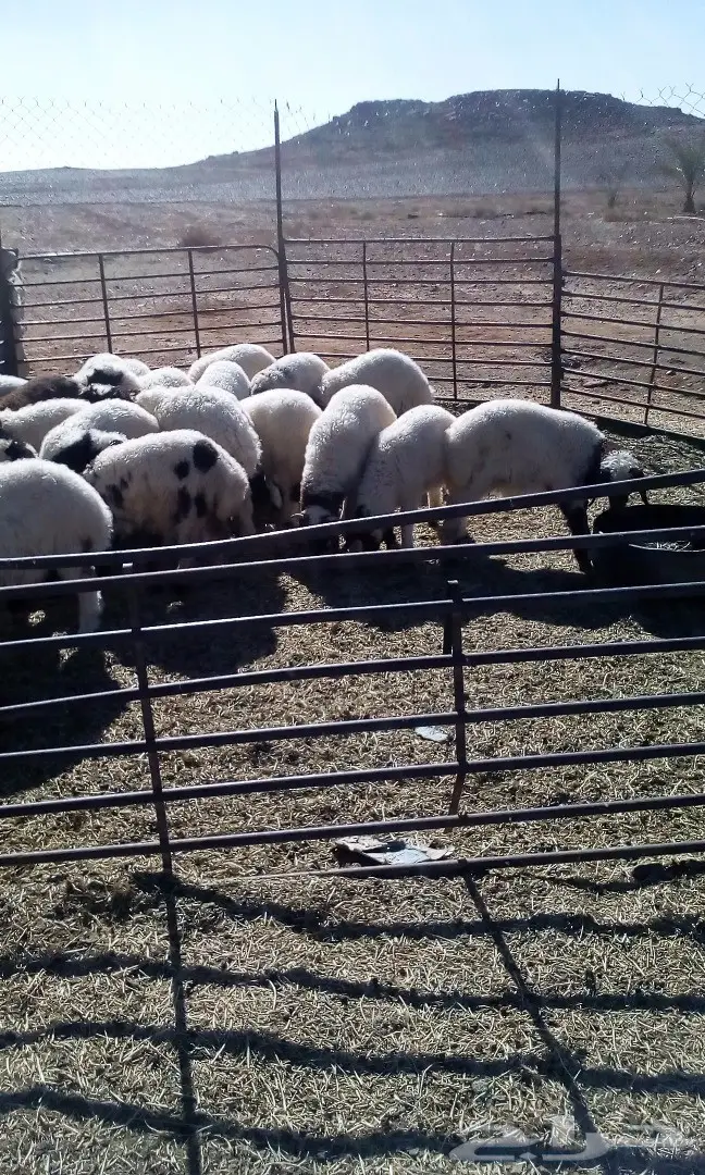 هرافى لبانيات 