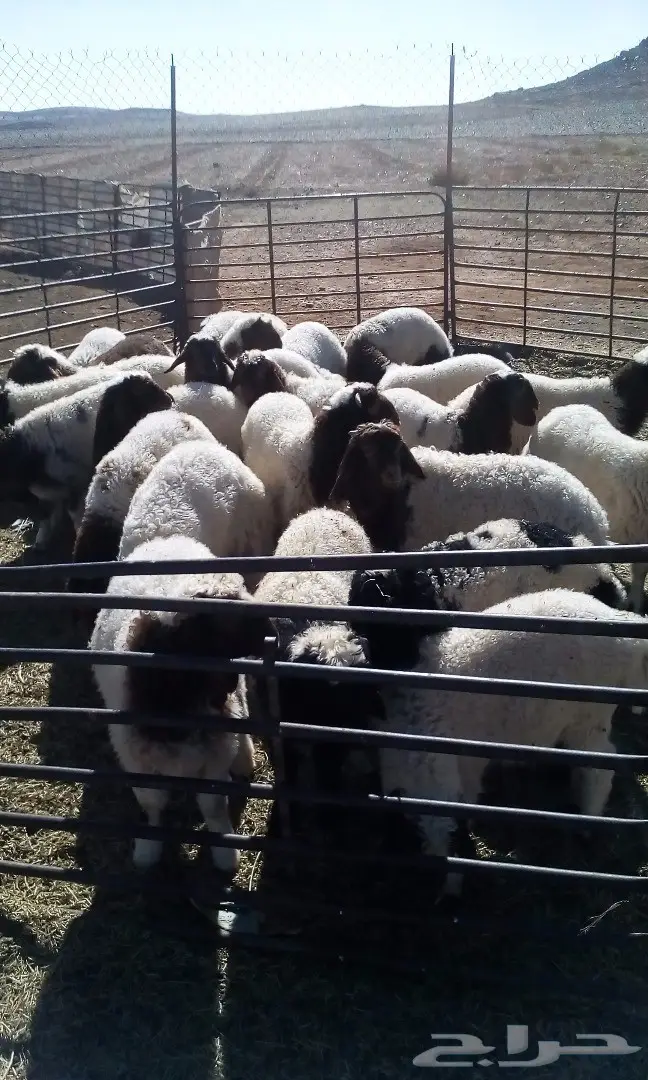 هرافى لبانيات  (image 1)