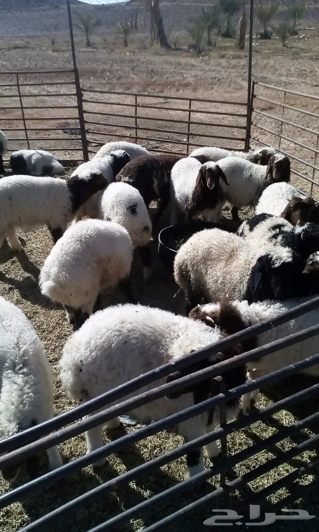 هرافى لبانيات  (image 2)