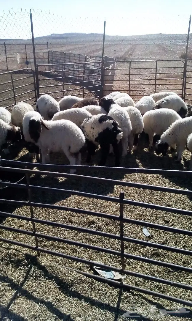 هرافى لبانيات  (image 3)