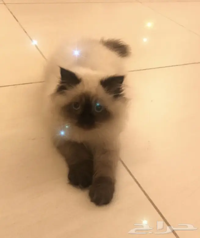 قطة همالايا لبيييييع! (image 3)